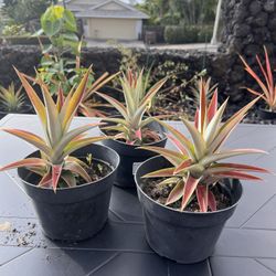 White Pineapple plants