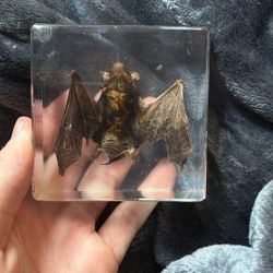 Taxidermy Bat Specimen