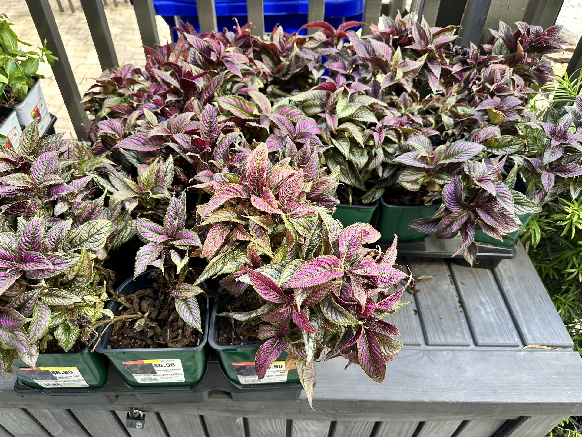 Assorted Plants! $2 Each! Pembroke Pines