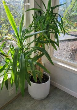 Large healthy plant