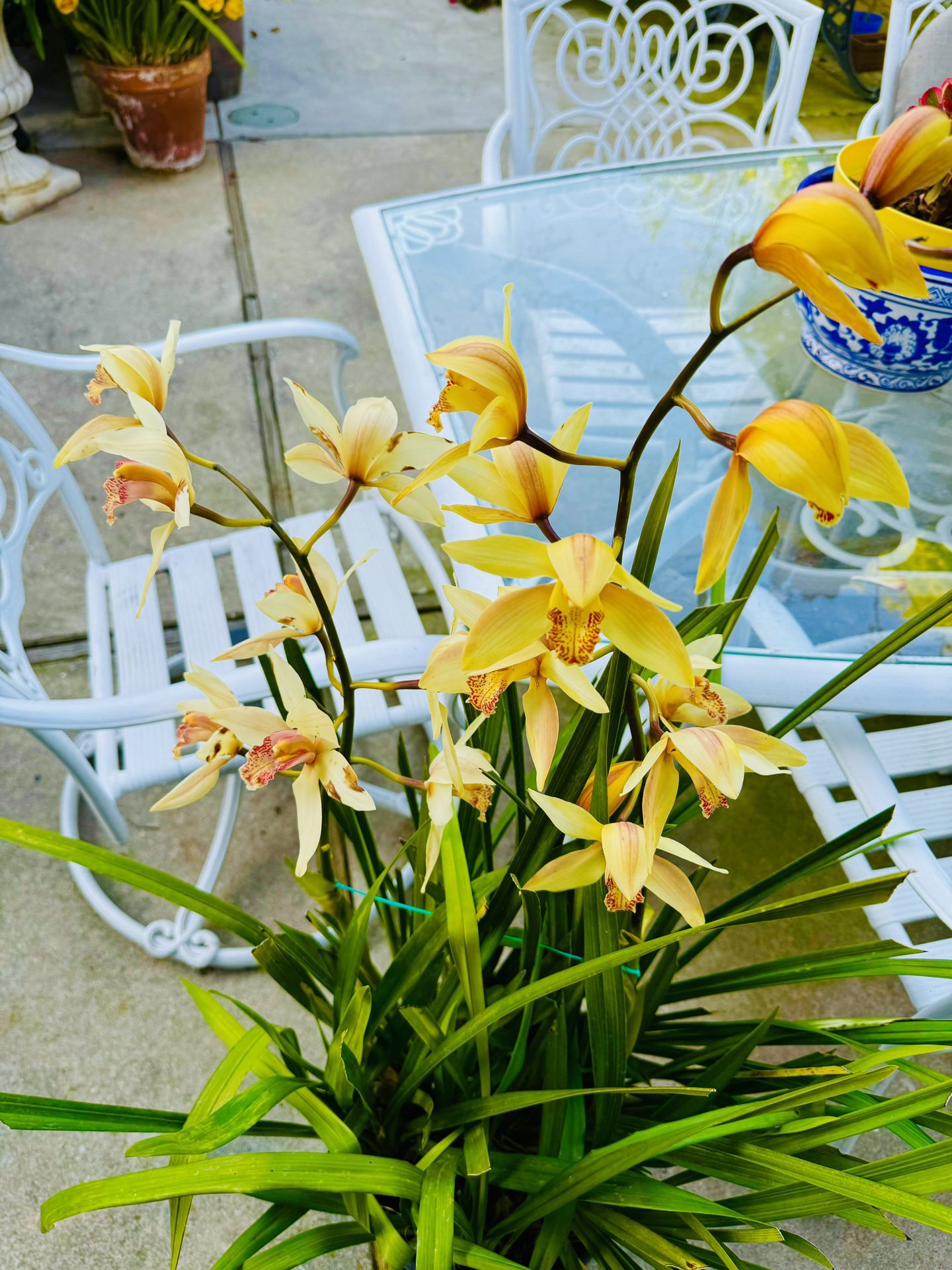 Cymbidium Yellow Orchids Plants- In Full 5 Gallon Pot …easily makes 3-4 Pots When Repot