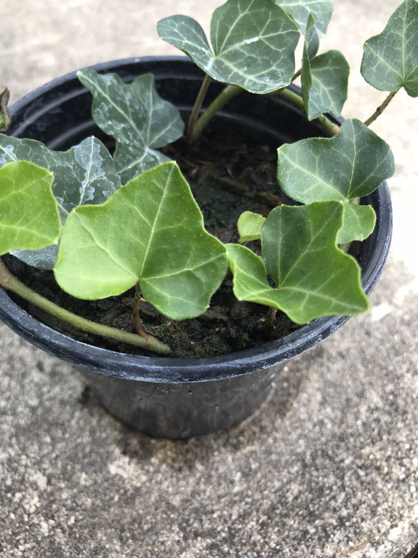 English Ivy (Hedera helix) Poet’s Ivy plant - 3.5 inch pot