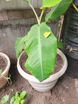 Banana plant