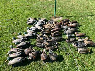 Decoys waterfowl