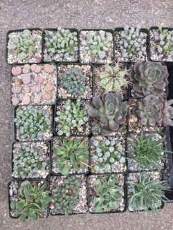 Succulents