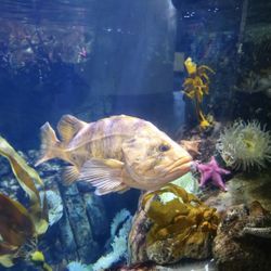 Long Beach Aquarium of the Pacific E-Ticket 