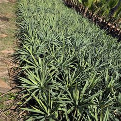 Agave Green 3gallones 