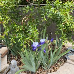 German Iris 