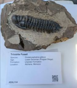 Trilobite Fossil in Natural Matrix – Display Specimen