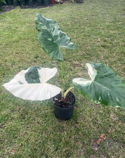 ALOCASIA MACRORRHIZA VARIEGATED (3 gallon pot) Unique