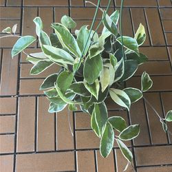 Hoya Carnosa plant 6”