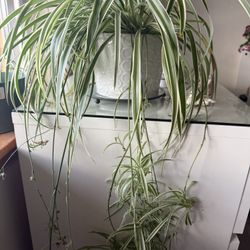 Spider Plant.