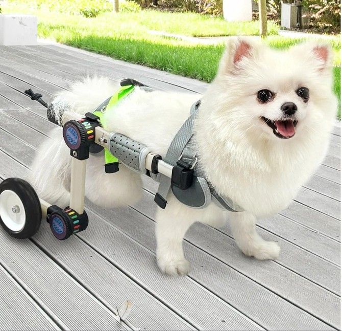 Adjustable Dog Wheelchair for Back Legs Mobility Support Lightweight Pet Wheelchair for Disabled Hind Legs Walking Stable Dog Cart for Pets