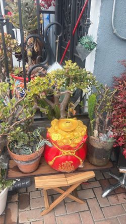Large Jade plants for sale