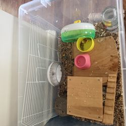     Pair of Friendly Female Hamsters