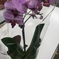 Orchid Plant 