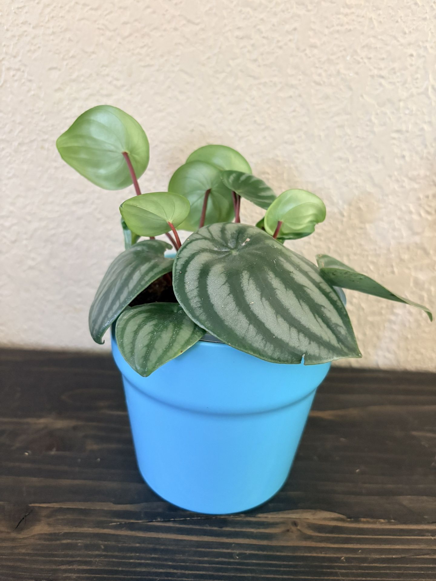 Watermelon Peperomia plant