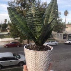 Snake Plant Robusta 