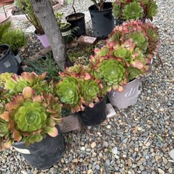 Succulents
