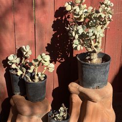 Succulents 