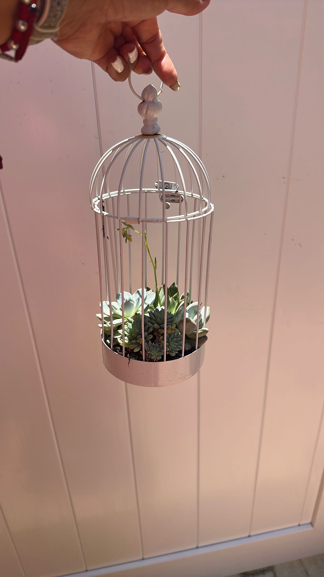 Succulents Cage Arrangement
