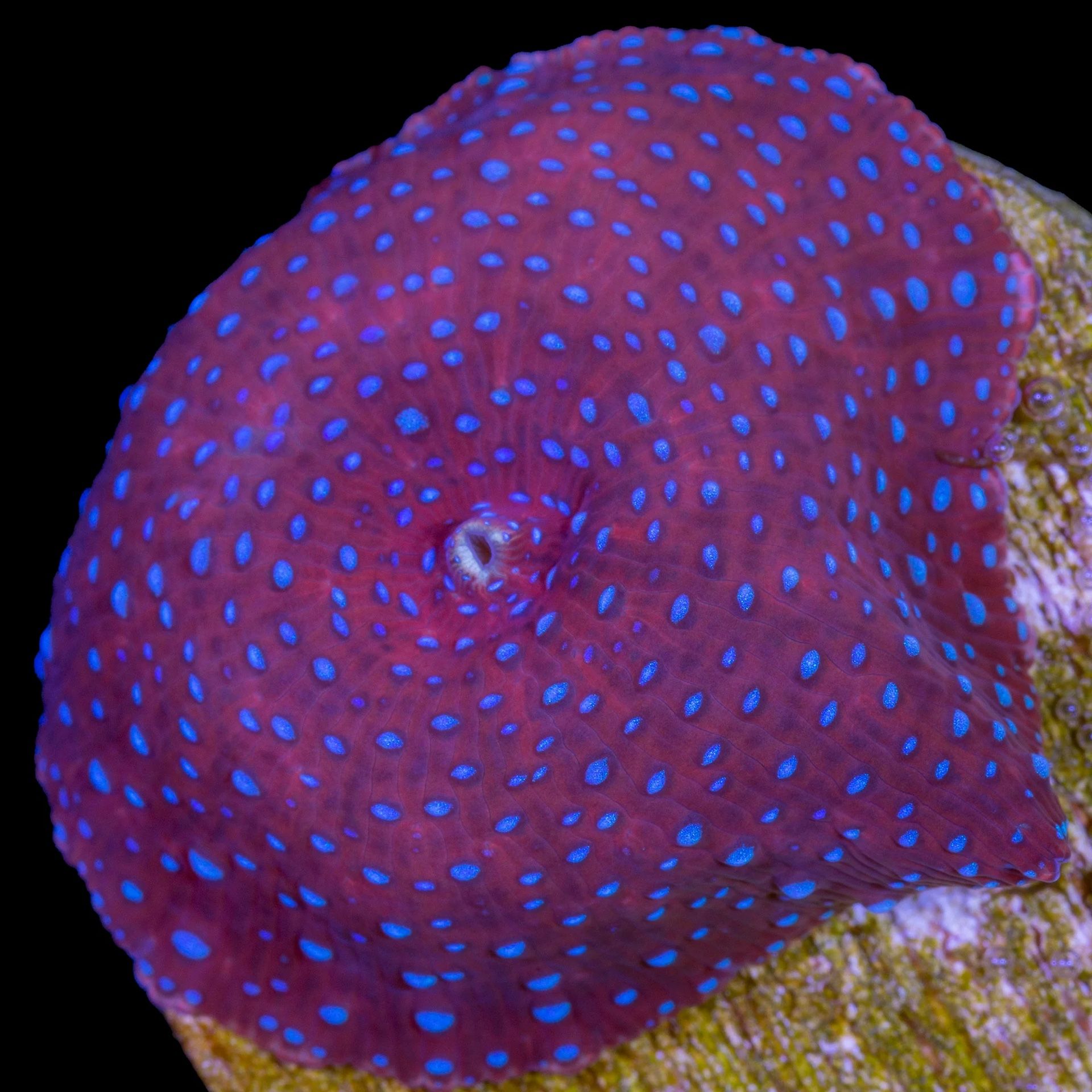 Beginner Coral Bundle