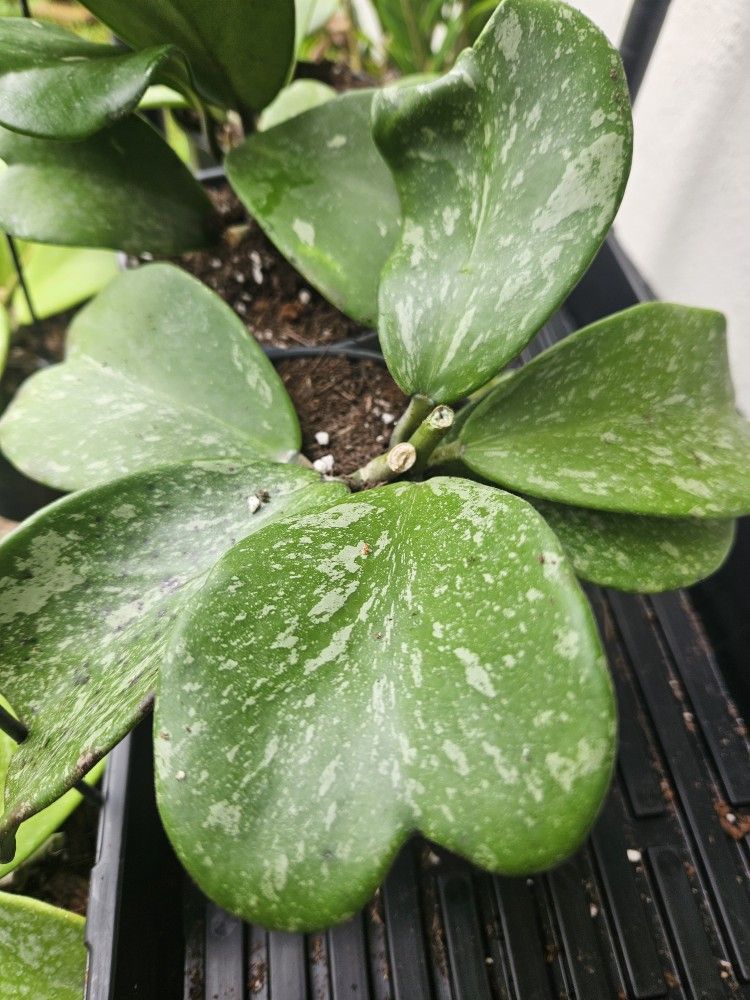 Hoya Kerrii Splash