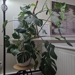 Monstera Plant 4'8" Tall