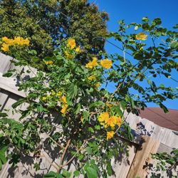 Winter Cassia Tree Matured 100