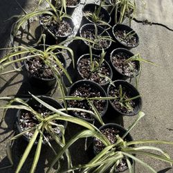 Snake Plants For Sale