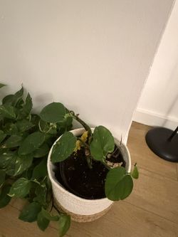 Big Golden Pothos in Woven Rope Basket