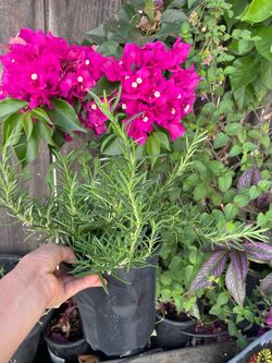 One gallon rosemary plant (herbal); upright or trailing; 95820