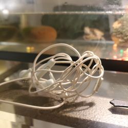Skullcandy Heaphones 