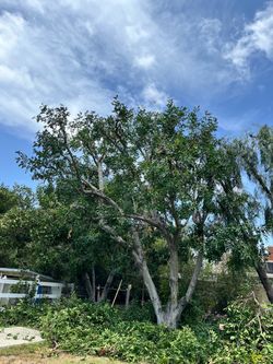 Tree/trimmer