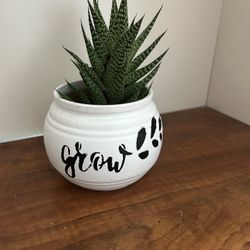 Real Life Plant  Black  And White Planter 