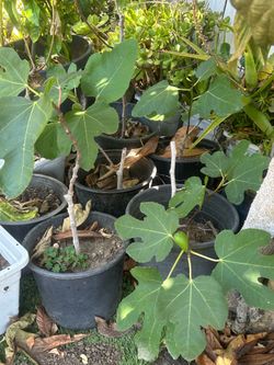 Fig tree