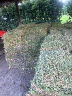 Floratam Sod - Césped