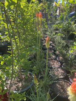Kniphofia :5 Gallon