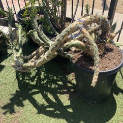 Succulent Cactus $20.00