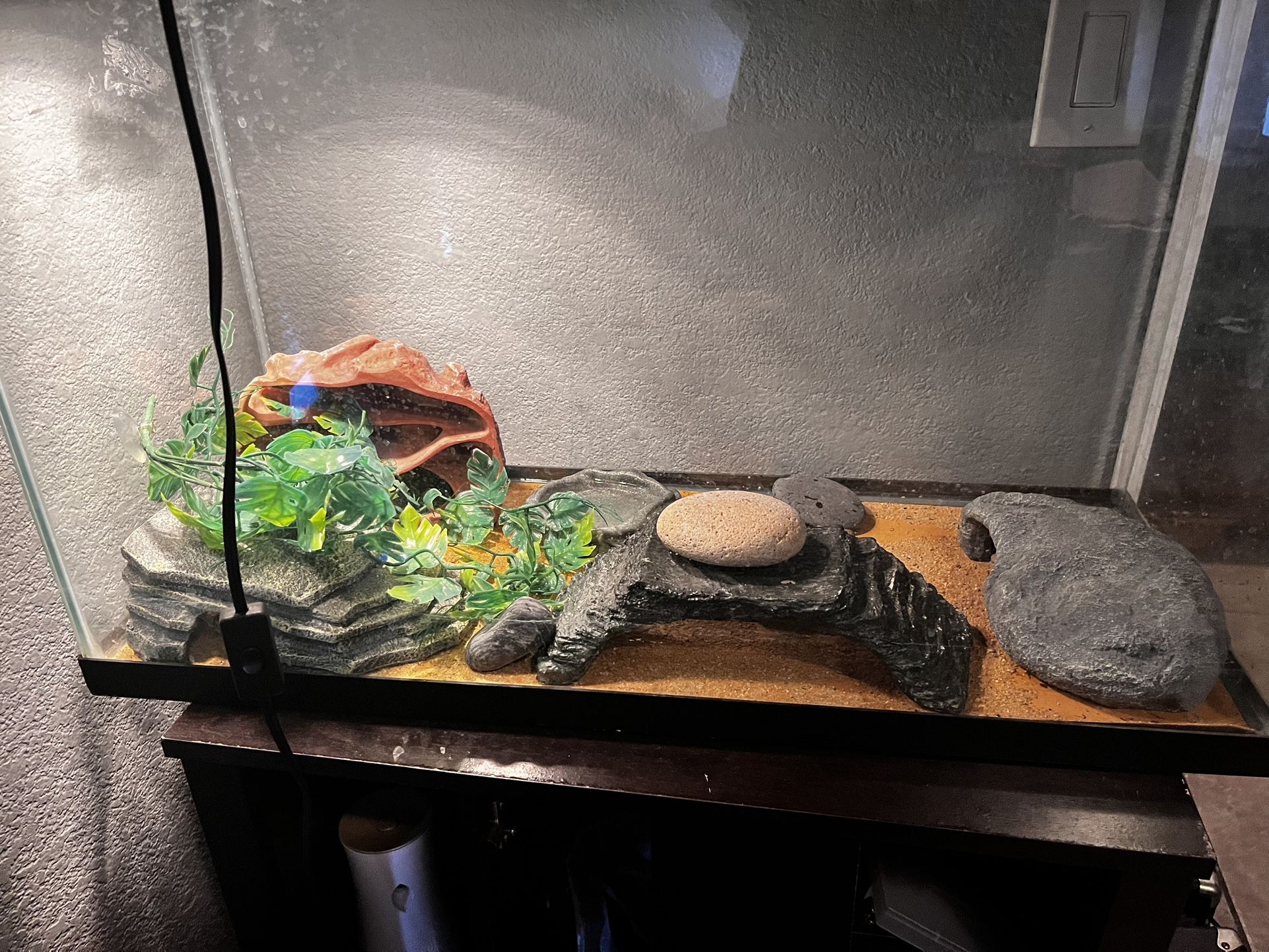 Leopard Gecko Lizard !!! Comes With Everything !! Reptile 