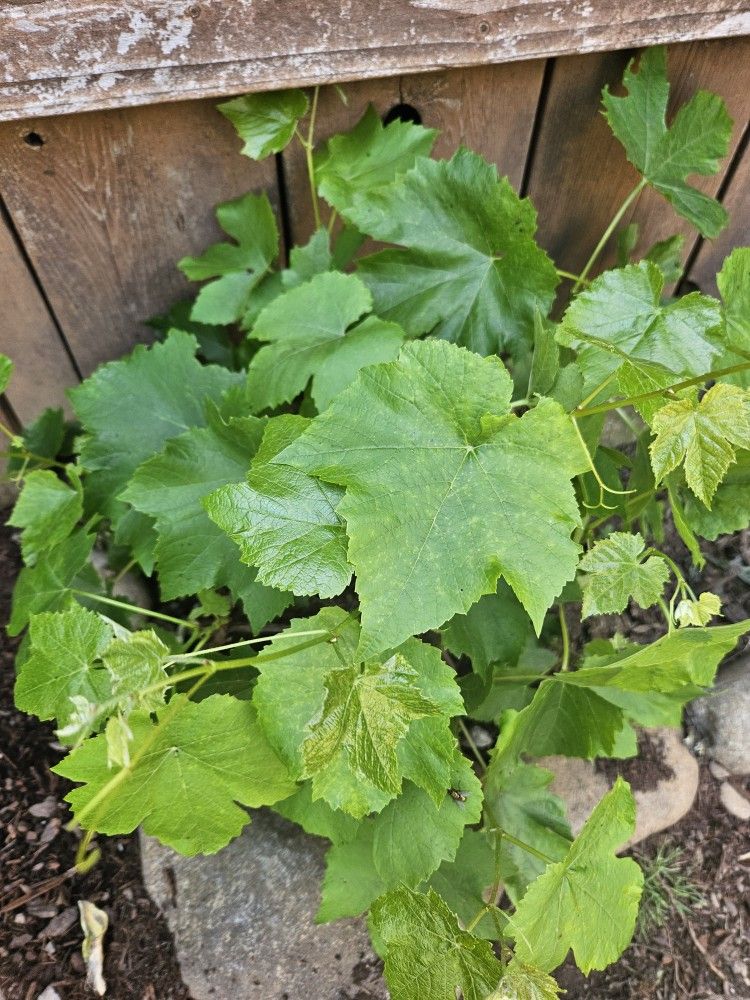 Common Grape Vine Plant Starters