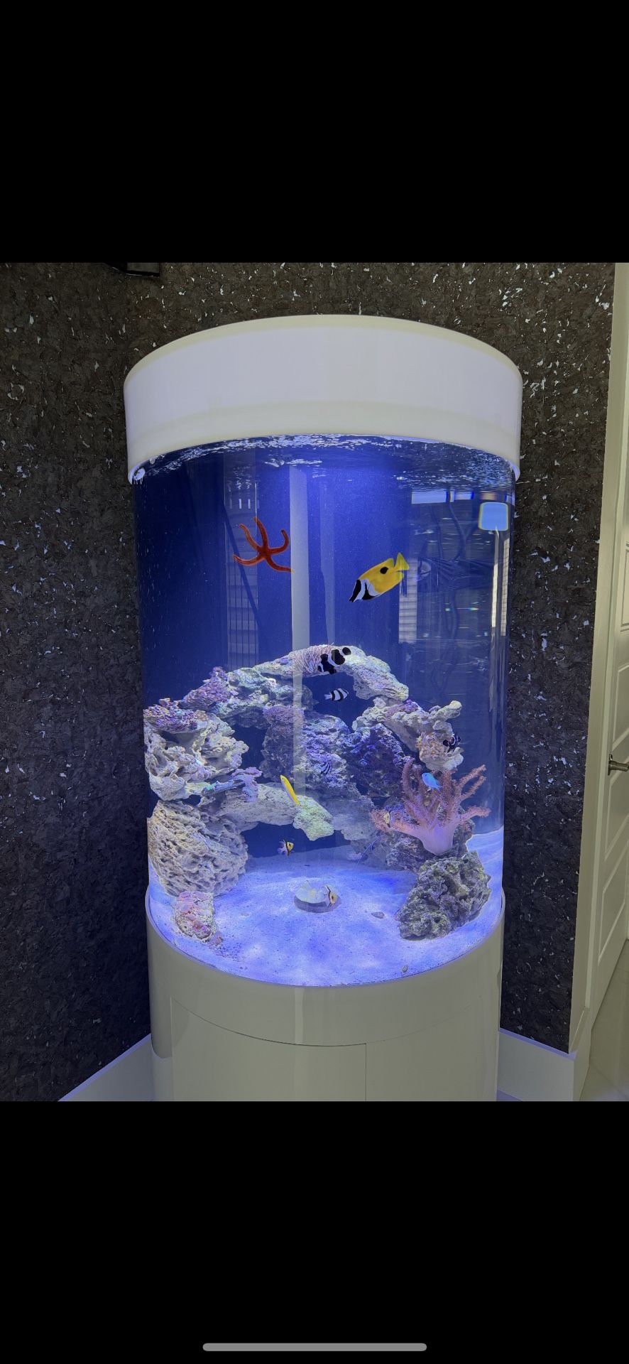 Fish tank