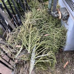 Free Plants
