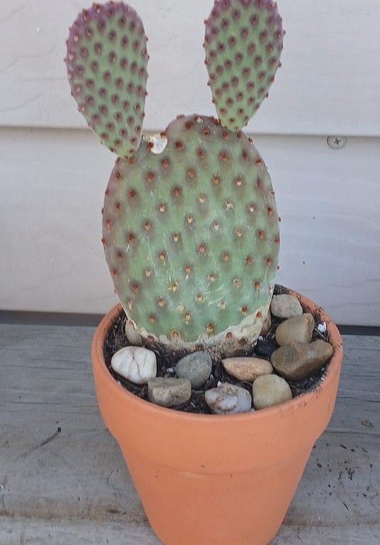 Cactus Plant 🌵