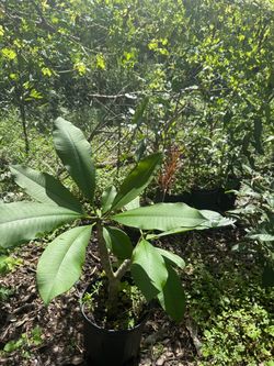 White plumeria plants for sale