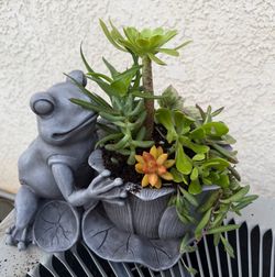 Frog succulent planter