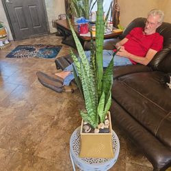 2ft 5in Tall Sansevieria Snake Plants In Ceramic Pot With Shells And Stones 