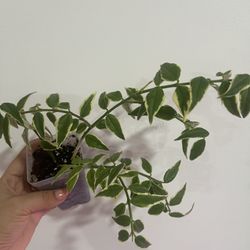 Hoya Bella Albomarginata