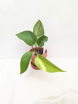 Teruno Robin Pothos