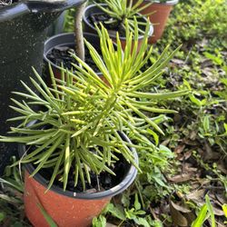 Plantas Decorativas 